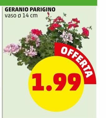 Geranio parigino