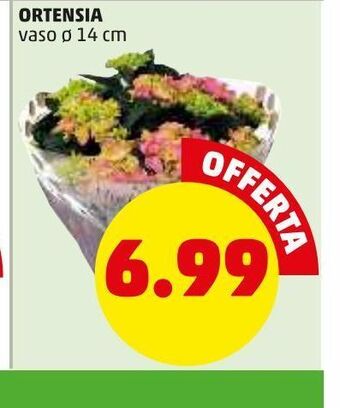 PENNY Ortensia offerta
