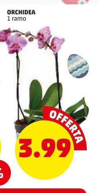 Orchidee 1 ramo