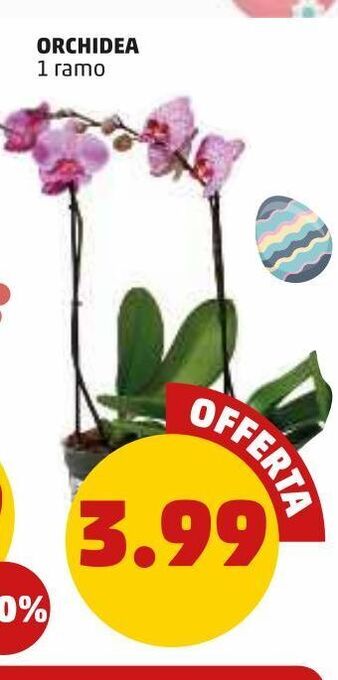 PENNY Orchidea offerta