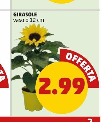 PENNY Girasole offerta