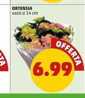 PENNY Ortensia offerta