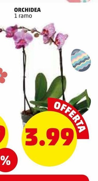 PENNY Orchidea offerta