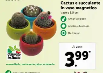 Lidl Cactus e succulente in vaso magnetico offerta