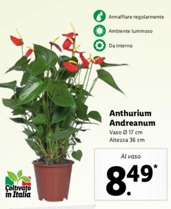 Lidl Anthurium Andreanum offerta