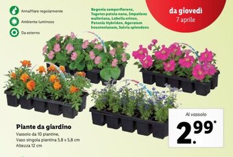 Lidl Piante da giardino offerta