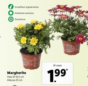 Lidl Margherite offerta