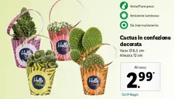Lidl Cactus In Confezione Decorata offerta