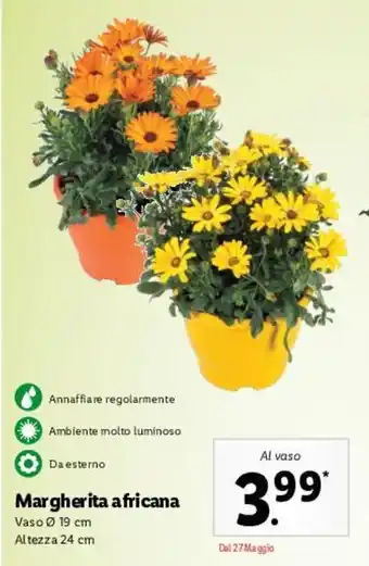 Lidl Margherita Africana offerta