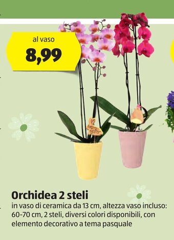 ALDI Orchidea 2 steli offerta