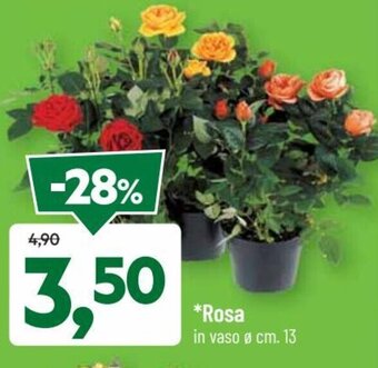 DPiù *Rosa offerta