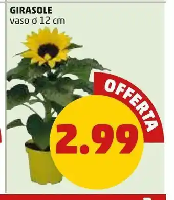 PENNY Girasole offerta