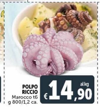 Polpo riccio