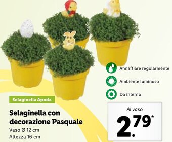 Lidl Selaginella con decorazione Pasquale offerta