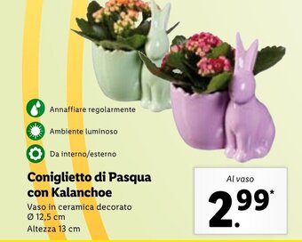 Lidl Coniglietto di Pasqua con Kalanchoe offerta