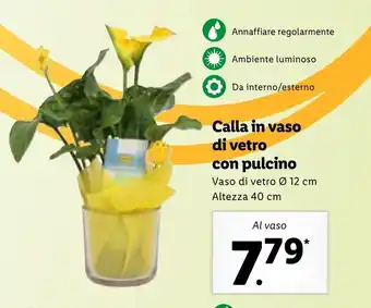 Lidl Calla in vaso di vetro con pulcino offerta