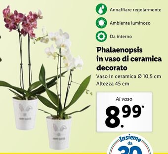 Lidl Phalaenopsis in vaso di ceramica decorato offerta