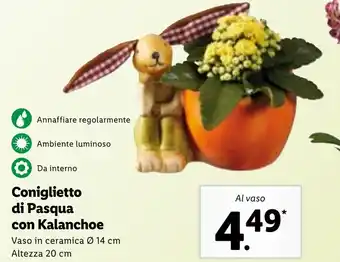 Lidl Coniglietto di Pasqua con Kalanchoe 14 cm offerta