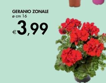 Bennet Geranio zonale offerta