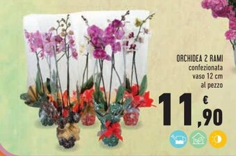 Conad Orchidea 2 Rami offerta