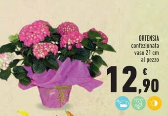 Conad Ortensia offerta