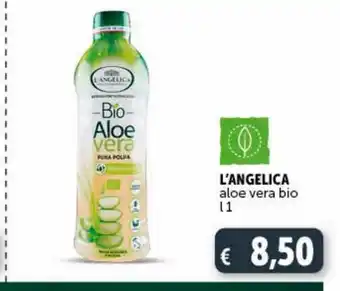 Deco Maxistore Aloe vera bio l1 l'angelica offerta