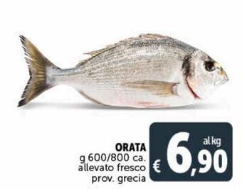 Deco Superstore Orata g 600/ 800 allevato fresco prov grecia offerta