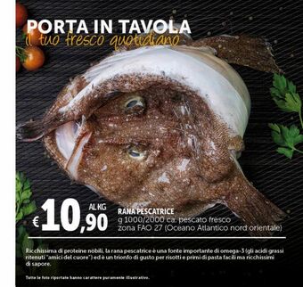Deco Superstore Rana pescatrice offerta