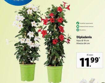 Lidl Dipladenia offerta
