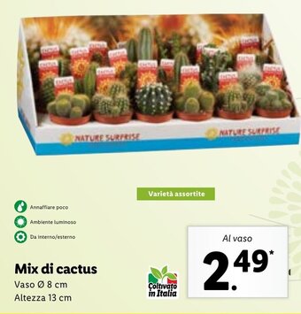 Lidl Mix di cactus offerta