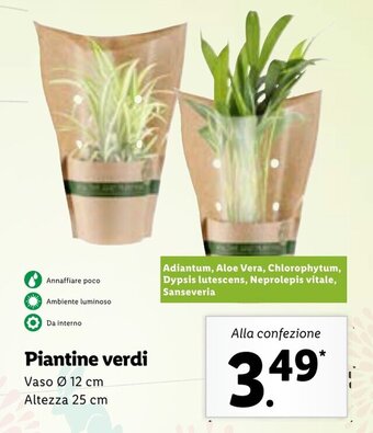Lidl Piantine verdi offerta