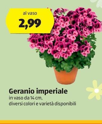 Geranio imperiale