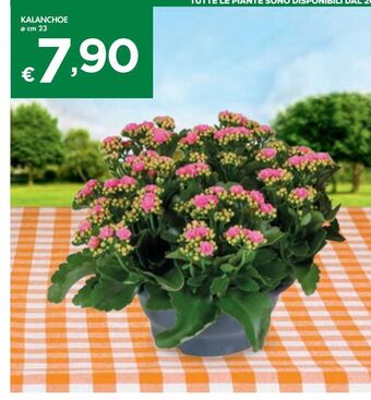Bennet Kalanchoe offerta