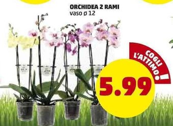 PENNY Orchidea 2 Rami offerta