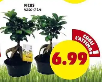 Ficus