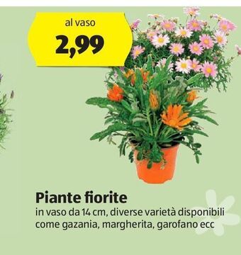 ALDI Piante fiorite offerta