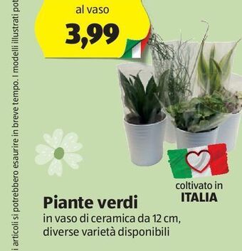 ALDI Piante verdi offerta