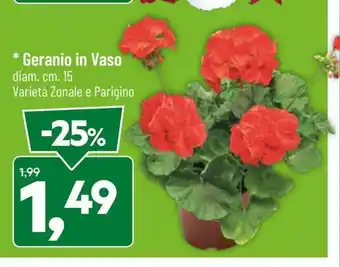 DPiù Geranio in Vaso diam.cm. 5 offerta