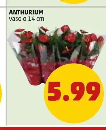 PENNY Anthurium vaso 14cm offerta