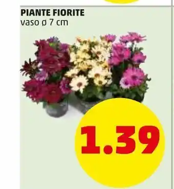 PENNY Piante fiorite offerta