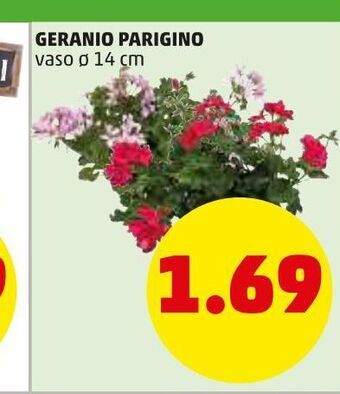 PENNY Geranio parigino offerta