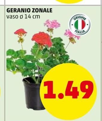 PENNY Geranio zonale offerta