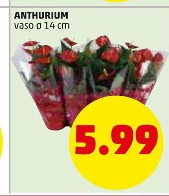 PENNY Anthurium offerta