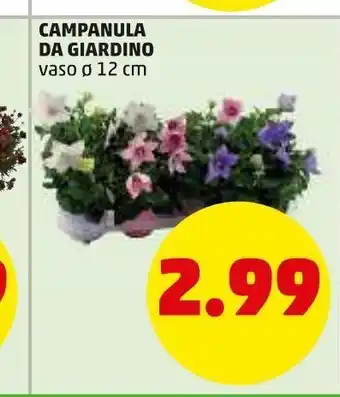 PENNY Campanula da giardino offerta