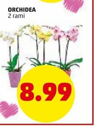 PENNY Orchidea offerta