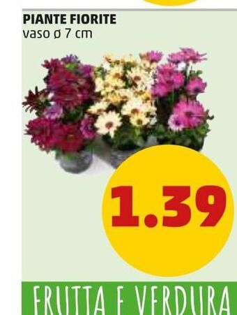 PENNY Piante fiorite vaso 7cm offerta