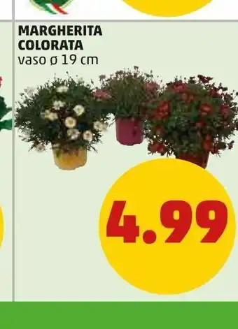 PENNY Margherita colorata vaso 19cm offerta