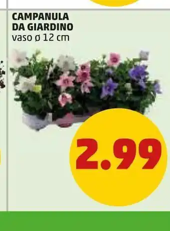 PENNY Campanula da giardino vaso 12cm offerta