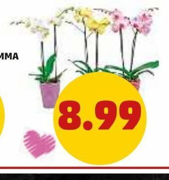 PENNY Orchidea 2 rami offerta