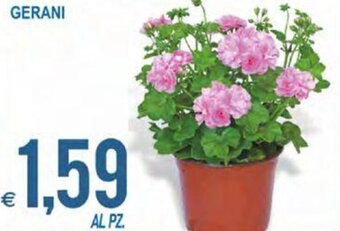 Gerani